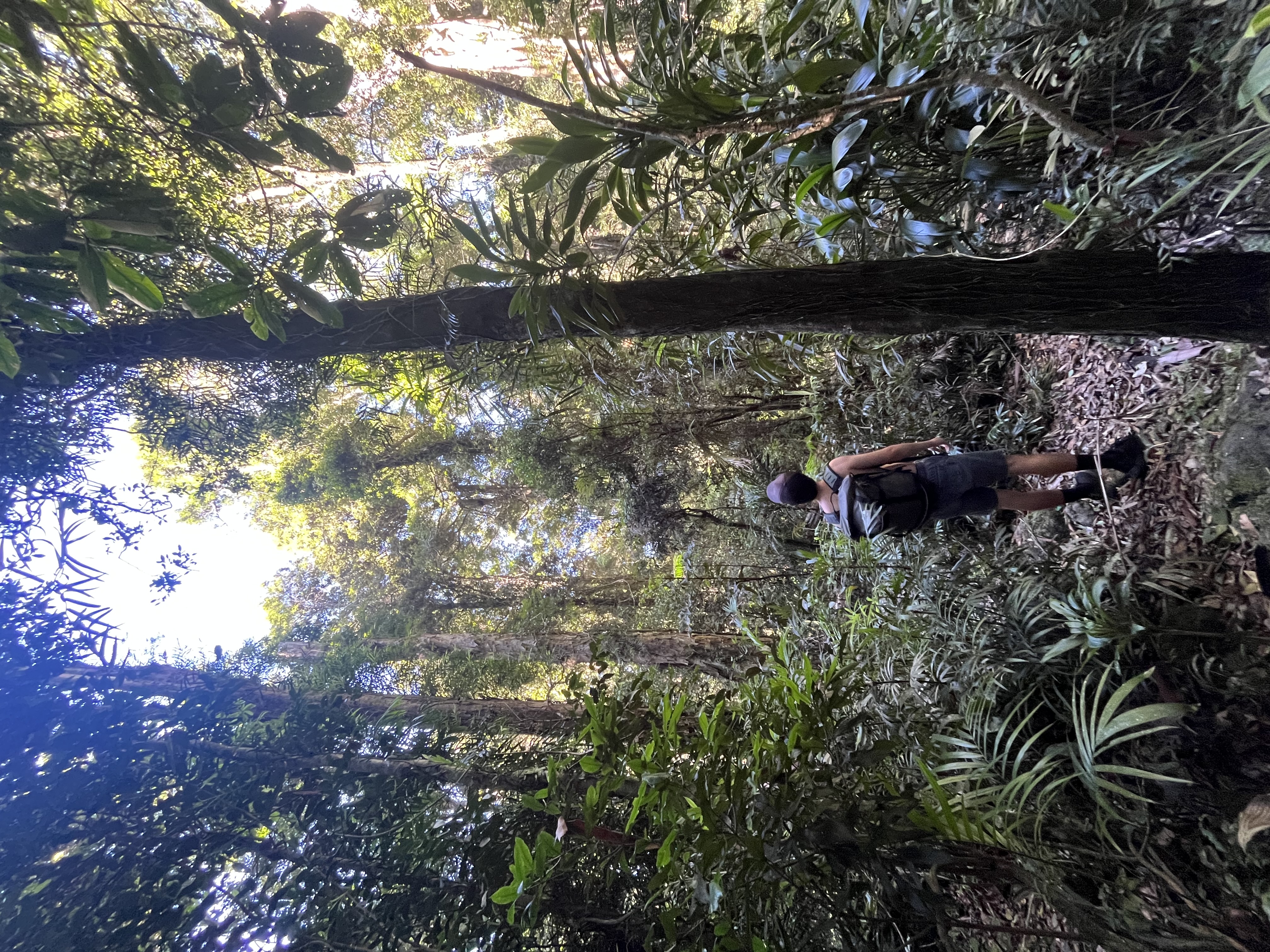 looking up at the trees